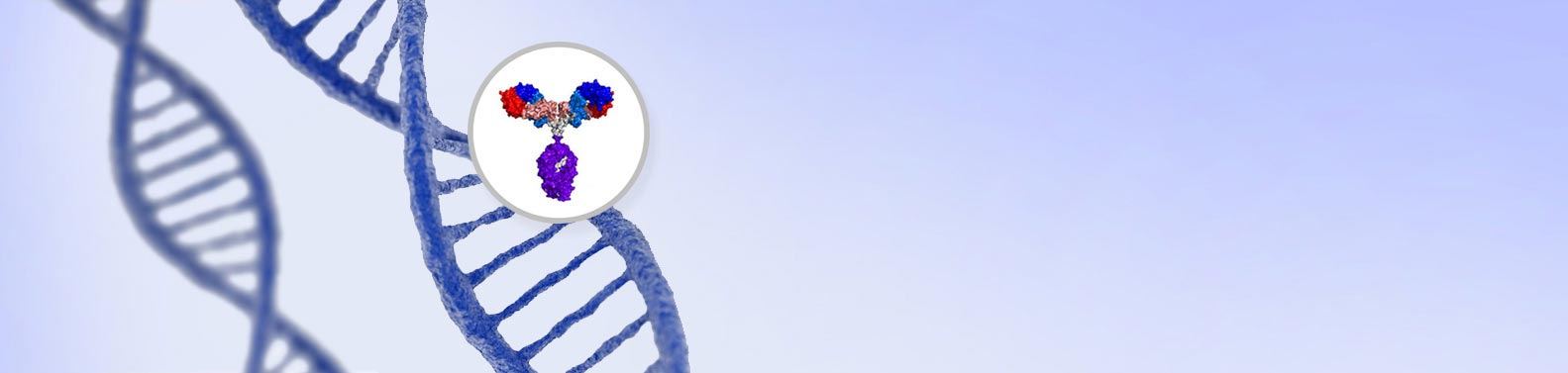 Recombinant Antibody Production